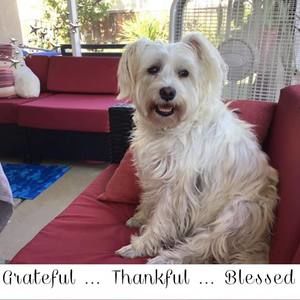 Meet your Posher, Barbara